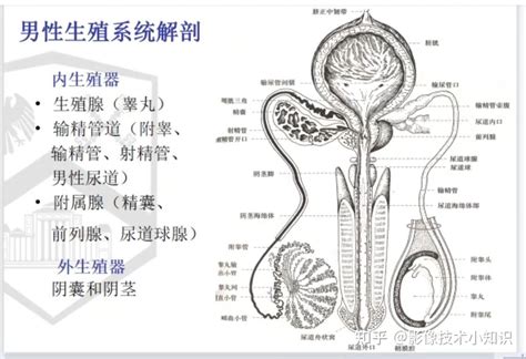 生殖器長|人類陰莖